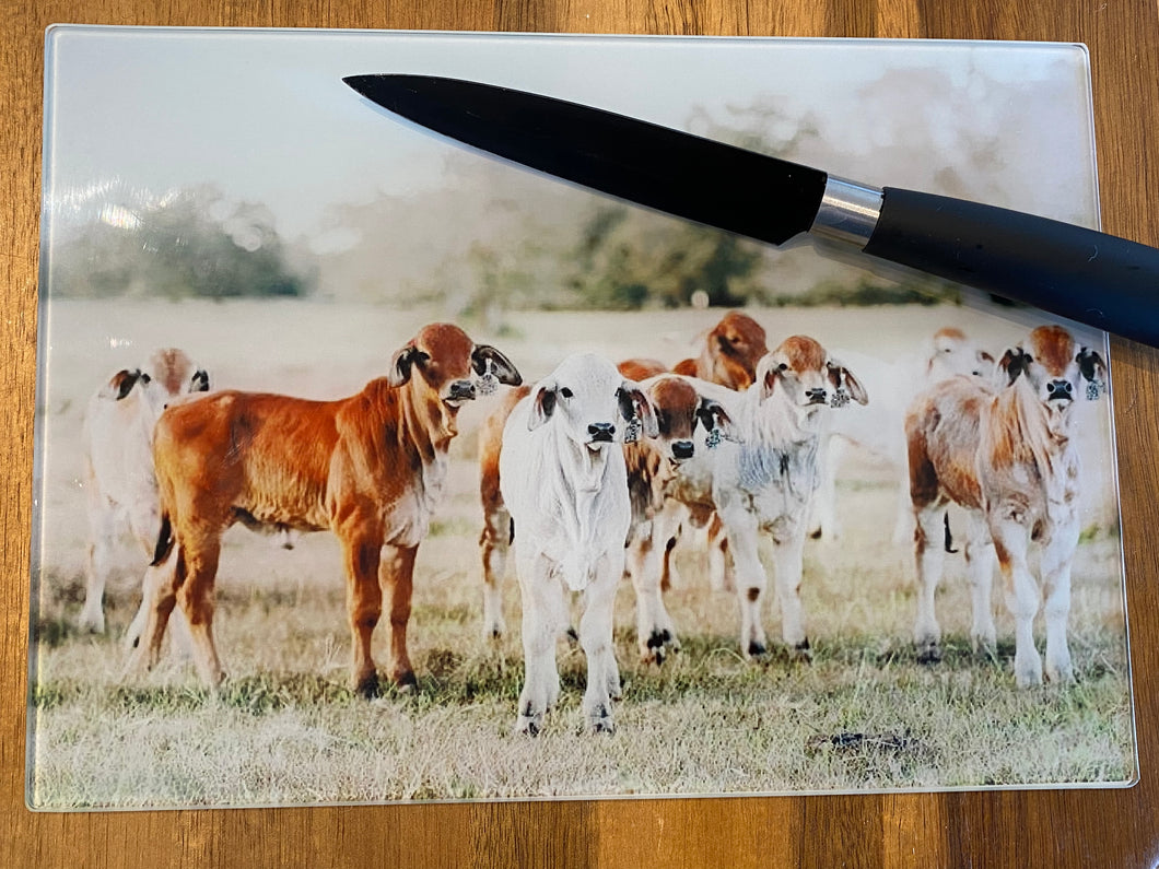 Glass Chopping Board - Brahman Calves